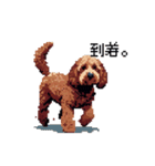 ドット絵 ラブラドゥードル 犬 茶 日常会話（個別スタンプ：17）