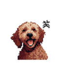 ドット絵 ラブラドゥードル 犬 茶 日常会話（個別スタンプ：21）