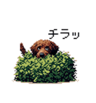 ドット絵 ラブラドゥードル 犬 茶 日常会話（個別スタンプ：25）