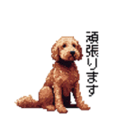 ドット絵 ラブラドゥードル 犬 茶 日常会話（個別スタンプ：31）