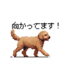 ドット絵 ラブラドゥードル 犬 茶 日常会話（個別スタンプ：32）