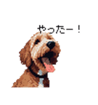 ドット絵 ラブラドゥードル 犬 茶 日常会話（個別スタンプ：39）