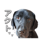 黒ラブ アクトのLINEスタンプ（個別スタンプ：1）