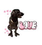 黒ラブ アクトのLINEスタンプ（個別スタンプ：5）