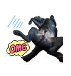 黒ラブ アクトのLINEスタンプ（個別スタンプ：6）