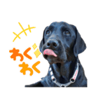 黒ラブ アクトのLINEスタンプ（個別スタンプ：7）