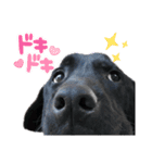 黒ラブ アクトのLINEスタンプ（個別スタンプ：8）