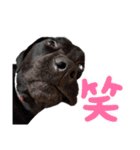 黒ラブ アクトのLINEスタンプ（個別スタンプ：10）