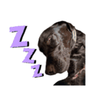 黒ラブ アクトのLINEスタンプ（個別スタンプ：11）