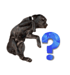 黒ラブ アクトのLINEスタンプ（個別スタンプ：12）