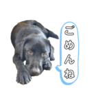 黒ラブ アクトのLINEスタンプ（個別スタンプ：13）