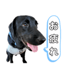 黒ラブ アクトのLINEスタンプ（個別スタンプ：14）