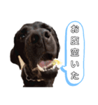 黒ラブ アクトのLINEスタンプ（個別スタンプ：16）