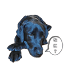 黒ラブ アクトのLINEスタンプ（個別スタンプ：18）