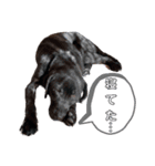 黒ラブ アクトのLINEスタンプ（個別スタンプ：19）