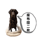 黒ラブ アクトのLINEスタンプ（個別スタンプ：20）