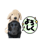黒ラブ アクトのLINEスタンプ（個別スタンプ：21）