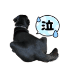 黒ラブ アクトのLINEスタンプ（個別スタンプ：22）