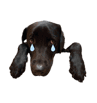 黒ラブ アクトのLINEスタンプ（個別スタンプ：23）