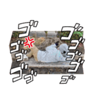 TERUドックLINEスタンプ（個別スタンプ：15）