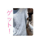 TERUドックLINEスタンプ（個別スタンプ：23）