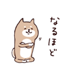 ◯ SHIBAINUさん ◯ゆるく毎日使える（個別スタンプ：13）