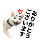 前髪猫ロン（個別スタンプ：1）