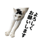 前髪猫ロン（個別スタンプ：2）