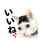 前髪猫ロン（個別スタンプ：3）