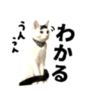 前髪猫ロン（個別スタンプ：4）