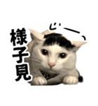 前髪猫ロン（個別スタンプ：5）
