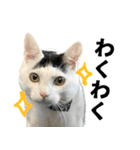 前髪猫ロン（個別スタンプ：6）