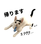 前髪猫ロン（個別スタンプ：8）