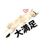 前髪猫ロン（個別スタンプ：10）