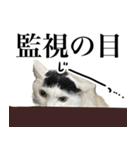前髪猫ロン（個別スタンプ：11）