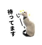 前髪猫ロン（個別スタンプ：15）