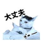 前髪猫ロン（個別スタンプ：16）