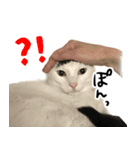 前髪猫ロン（個別スタンプ：17）