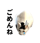 前髪猫ロン（個別スタンプ：18）