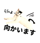 前髪猫ロン（個別スタンプ：19）