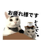 前髪猫ロン（個別スタンプ：21）