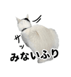 前髪猫ロン（個別スタンプ：22）