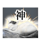 前髪猫ロン（個別スタンプ：23）