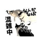 前髪猫ロン（個別スタンプ：24）