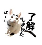 前髪猫ロン（個別スタンプ：25）
