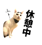 前髪猫ロン（個別スタンプ：26）