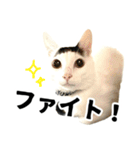 前髪猫ロン（個別スタンプ：28）