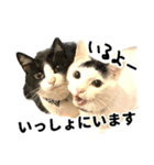 前髪猫ロン（個別スタンプ：30）