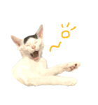 前髪猫ロン（個別スタンプ：31）