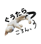 前髪猫ロン（個別スタンプ：32）
